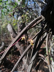 Trichocentrum ascendens