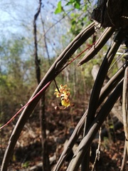 Trichocentrum ascendens
