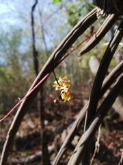 Trichocentrum ascendens