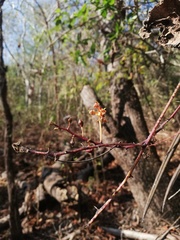 Trichocentrum ascendens