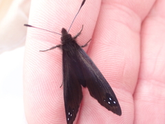 Percnodaimon merula