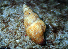 Fasciolariidae