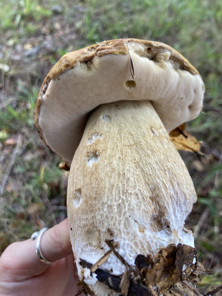 Boletus edulis grandedulis · November 2025 · photo: © scheim (iNaturalist, cc-by-nc)