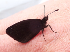 Percnodaimon merula