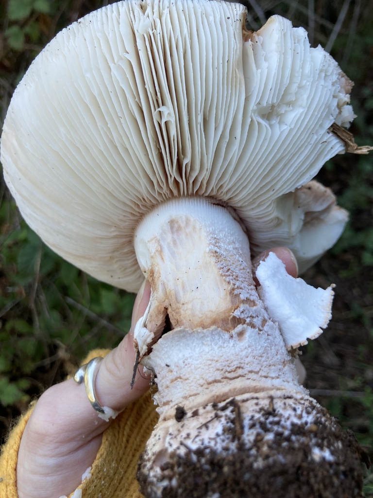 Amanita novinupta · November 2025 · photo: © scheim (iNaturalist, cc-by-nc)