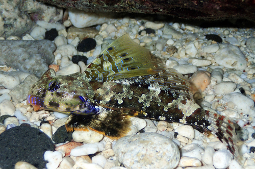 Scooter Dragonet