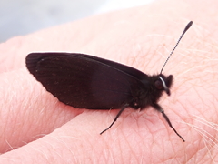Percnodaimon merula
