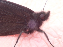 Percnodaimon merula
