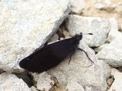 Percnodaimon merula