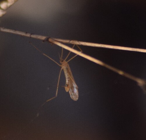 Unknown species found near Centerville, OH, USA