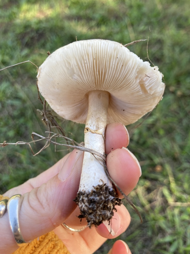 Leucocoprinus leucothites · November 2025 · photo: © scheim (iNaturalist, cc-by-nc)