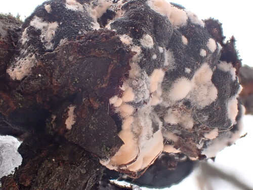 Trichothecium roseum, 2025-11-12