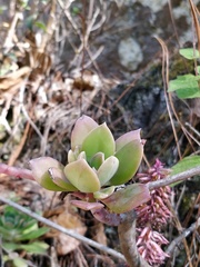 Echeveria rosea