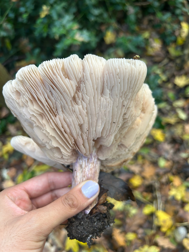 Collybia personata · November 2025 · photo: © priyastoric (iNaturalist, cc-by)