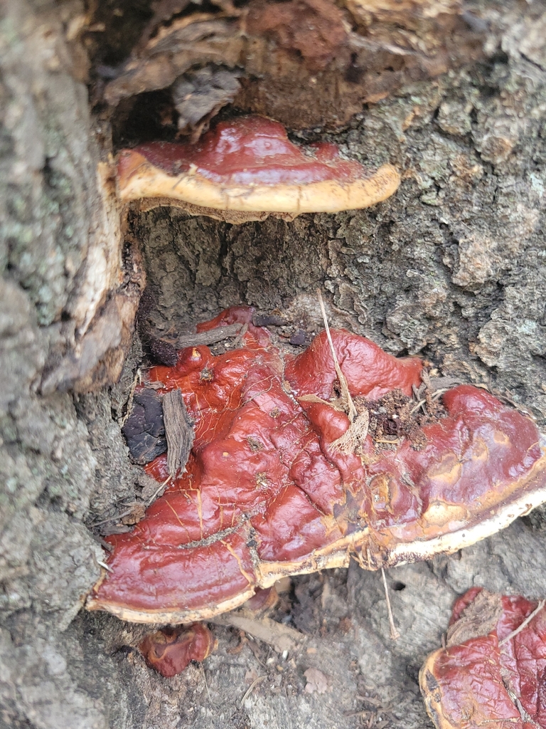 Ganoderma sessile · November 2025 · photo: © jasonwebb (iNaturalist, cc0)