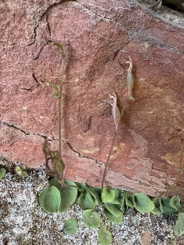 large gnat-orchid (Cyrtostylis robusta)