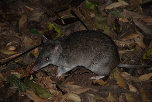 Queensland Barred Bandicoot (Perameles pallescens) — Data Deficient Mammalia