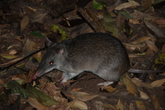 Queensland Barred Bandicoot photo 1