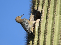 Melanerpes uropygialis