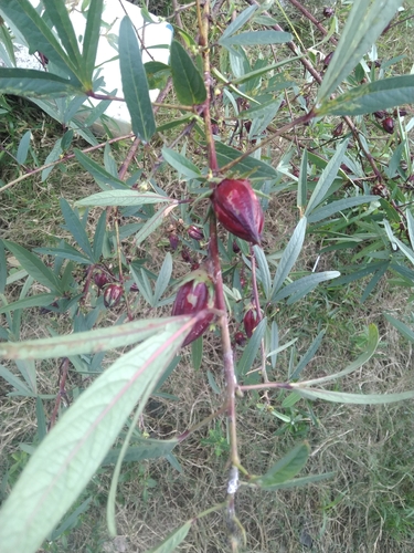 Roselle