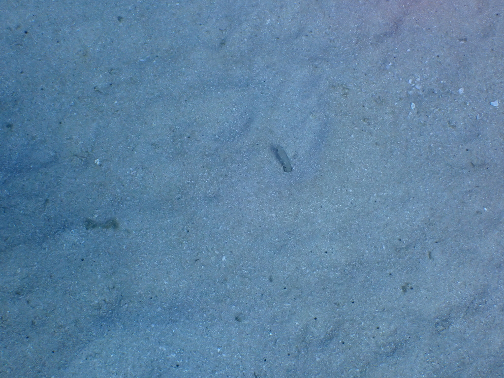 Cortez garden eel
