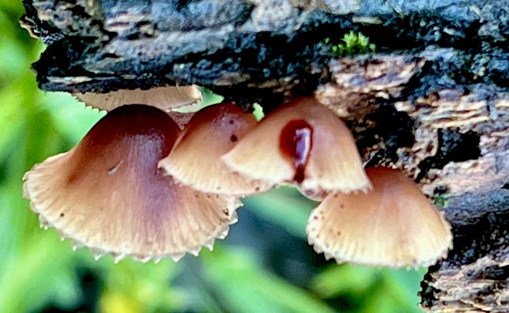 Mycena haematopus · November 2025 · photo: © joqatana (iNaturalist, cc-by)