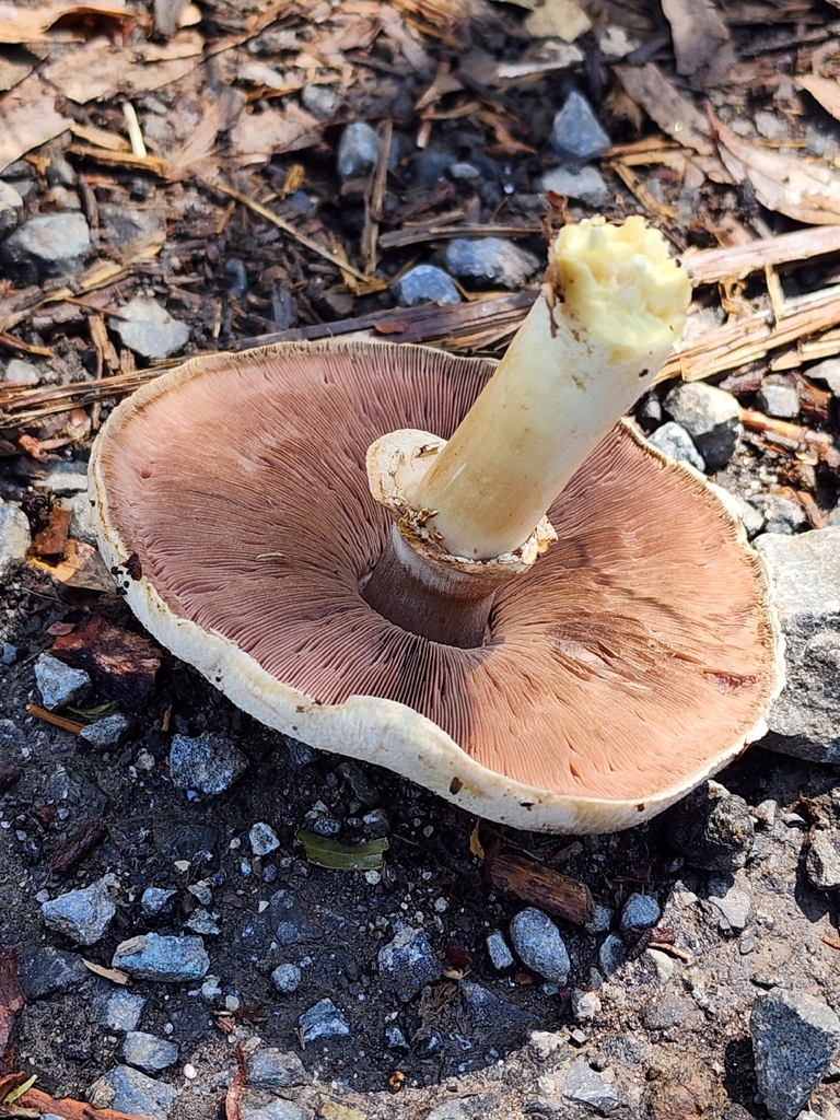Agaricus xanthodermus · November 2025 · photo: © wendy1110 (iNaturalist, cc0)