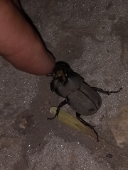 Diloboderus abderus