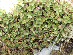 Azorella roughii