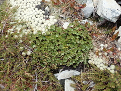 Azorella roughii
