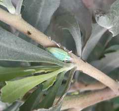 Platyaspistes venustus