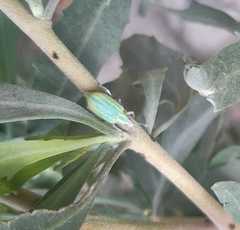 Platyaspistes venustus