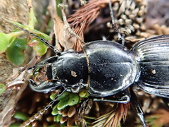 Mecodema fulgidum