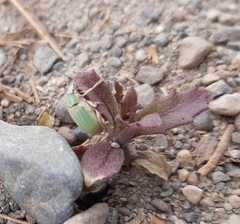 Platyaspistes venustus