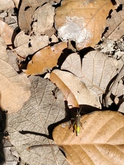 Perixerus
