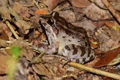 Leptodactylus labrosus
