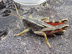 Brachaspis collinus