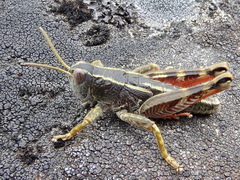 Brachaspis collinus