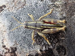 Brachaspis collinus