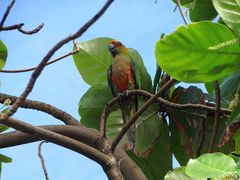 Aratinga auricapillus