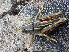 Brachaspis collinus