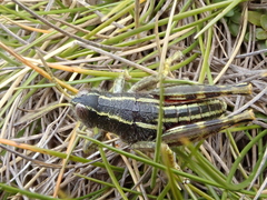 Brachaspis collinus