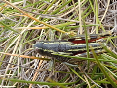 Brachaspis collinus