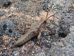 Brachaspis collinus