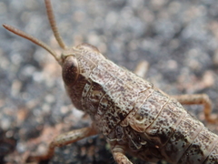 Brachaspis collinus