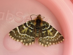 Dasyuris leucobathra