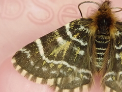 Dasyuris leucobathra