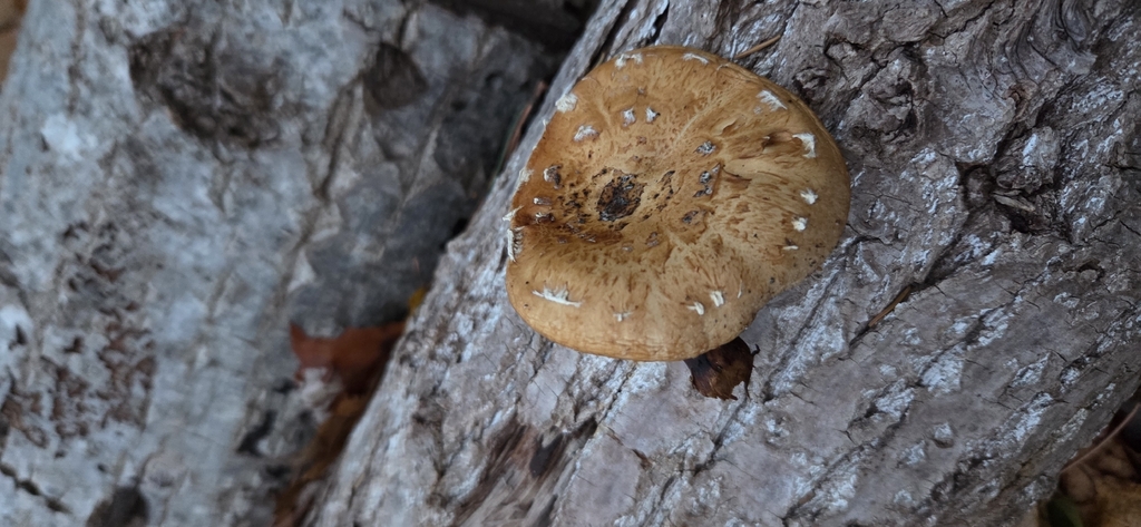 Hemipholiota populnea · November 2025 · photo: © wf_mi (iNaturalist, cc-by)