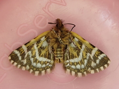 Dasyuris leucobathra