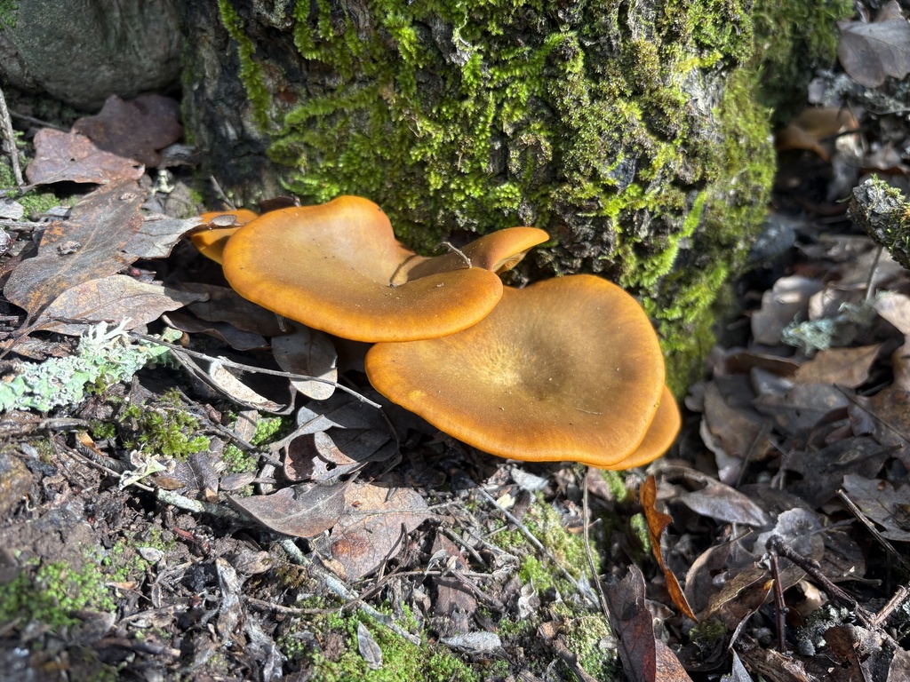 Omphalotus olivascens · November 2025 · photo: © jzupan (iNaturalist, cc-by)